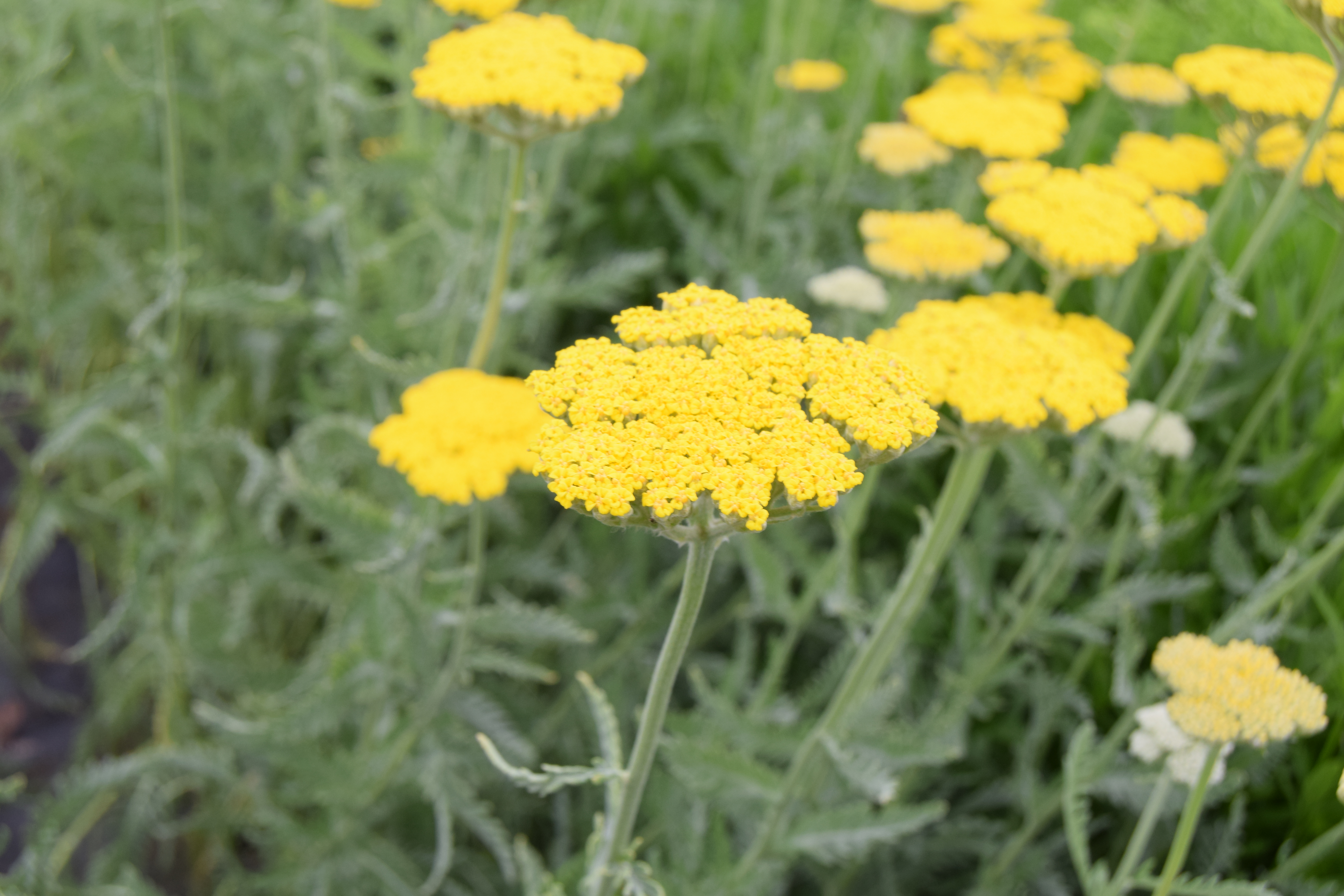 Achillea 'Moonshine'